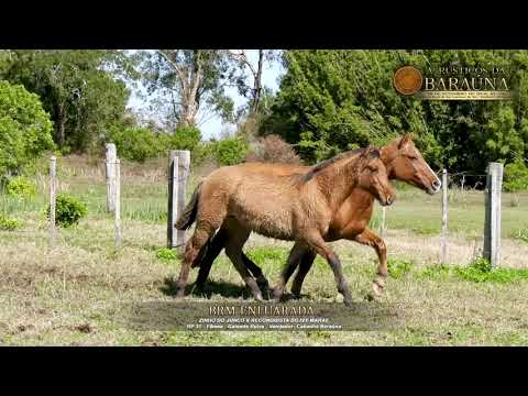 BRM ENLUARADA -  5º Leilão de Rústicos da Baraúna, 29 09 18