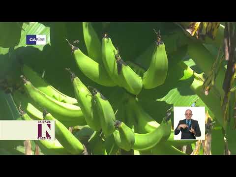 Productores cafetaleros de Maisí apuestan por la eficiencia