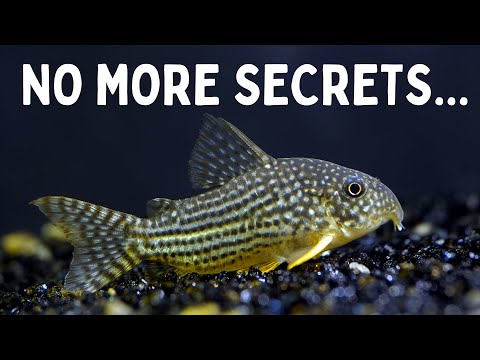 Everything You Should Know Before You Get Corydoras! 7 Tips for Keeping Corydoras in an Aquarium!