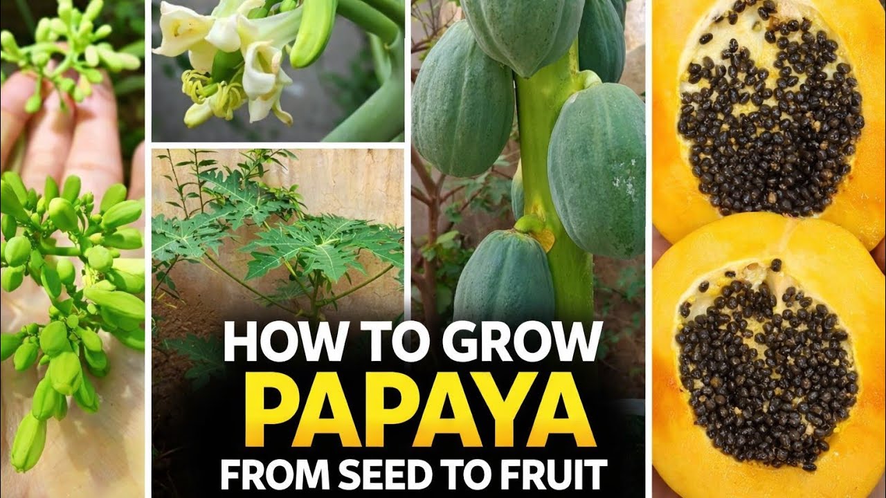 Is Growing Papaya at Home REALLY as Easy as Everyone Says?