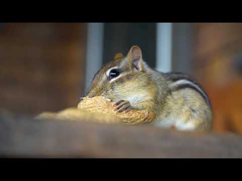 Chipmunks - A Short Documentary