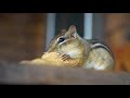 Chipmunks - A Short Documentary