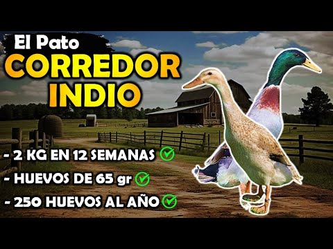 , title : 'EL PATO CORREDOR INDIO: Manejo, Crianza, Producción y Rentabilidad'