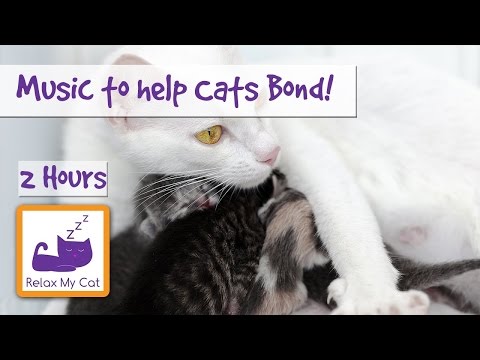 How to Help Cats Bond - Music for New Kittens - How to Introduce New Kittens to Older Cats