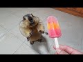marmot eats strawberry ice cream for the first time
