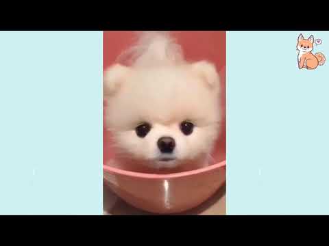 Angry _ funny Dogs of TikTok 😯 _ angry pet videos 😱