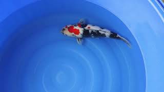 video van Showa SH-V23-0215