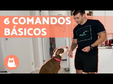 How to train a dog 🐶✅ - 6 basic commands!