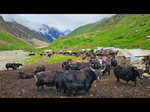 Most Peaceful & Very Relaxing Nepali Himalayan YAK Herdsmen's Life in Dolpa Nepal |Documentary Video
