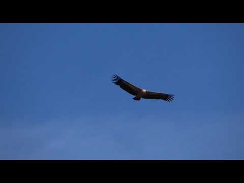 Golden Eagle, Italy. Aquila Reale, Parco Nazionale d'Abruzzo, Italia
