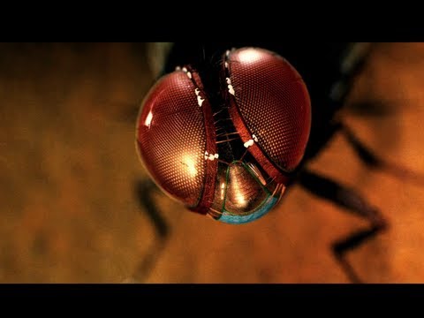 Eecha Movie Scenes w/subtitles - Birds attacking Eecha (Nani) - Nani, Samantha, Rajamouli