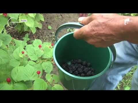 Vara extremă a înjumătățit culturile de fructe