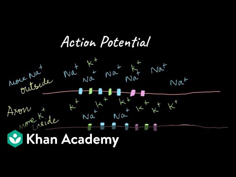 Action Potential Production | Neural Control and Coordination | Class XI | Biology | Khan Academy