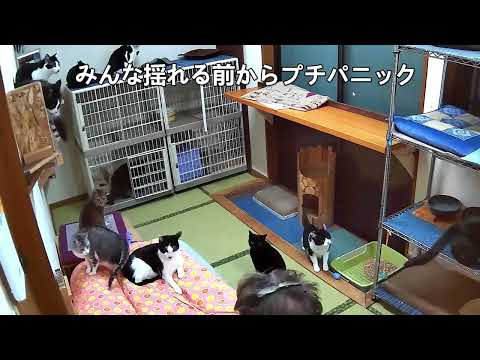 動物は差し迫った地震を感知しますか?