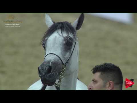 N.57 JOHARA AL REEH - 2019 Qatar Nat. Peninsula show - Fillies 2 Years Old (Class 2B) .mp4