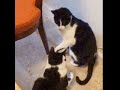 Breakfast Table Tuxedo Catfight
