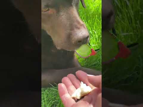 Gaetano il farabutto è ritornato operativo…sempre uguale!!!! 😂😂😃😂