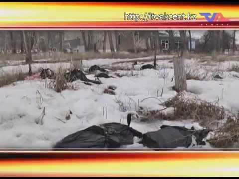 Лисаковск, выпуск программы «День» от 7 апреля 2015г.