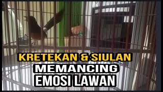 Download lagu KRETEKAN & SIULAN MURAI BATU FASTOL..MENDONGKRAK EMOSI MURAI BATU BAHAN mp3