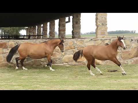 Lote 32   LABAREDA DA CABANHA SANTA FÉ