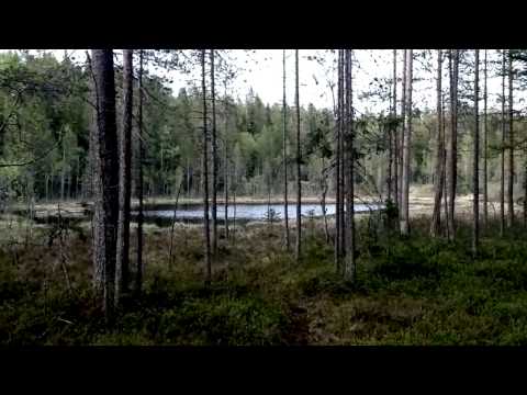 Norrsinnt - Skogstjärnen (demo)