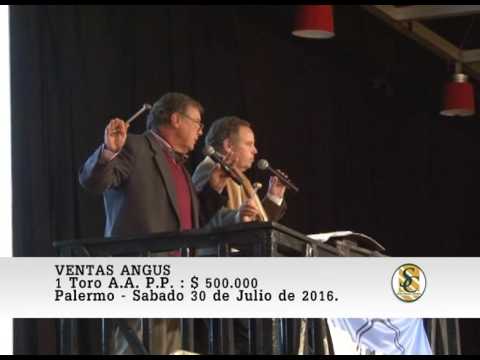 30-07-16 Venta de Machos - Raza Angus - Palermo 2016.