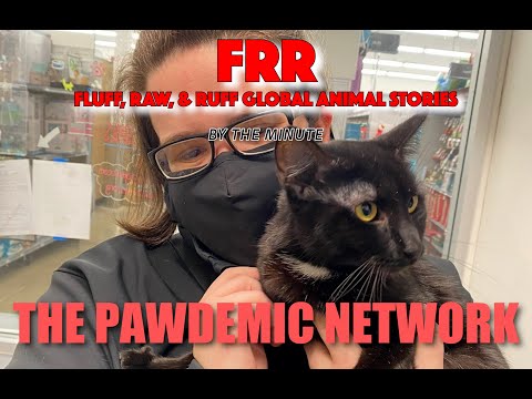 FRR 75: Too Cuddly Kitty