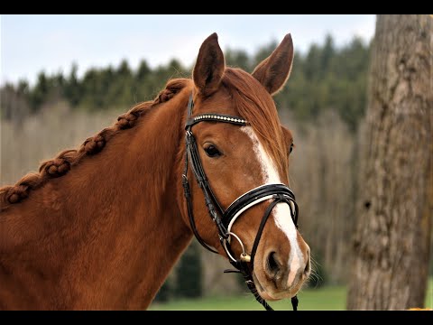 Bellemera von Worrenberg, Han, geb. 17, Belissimo x Calypso II, Vollschwester  ex Bundeschampion