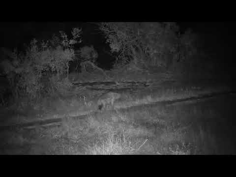 Djuma: Lone Hyena walks up the road - 00:01 - 10/12/20