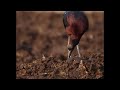 Glossy Ibis And Cattle Egret Feeding Together Wildlife In Israel