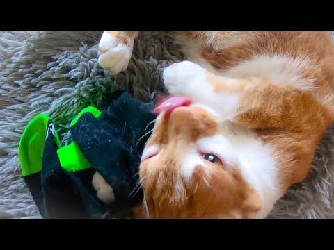 Cats vs JetBlue Mint Socks