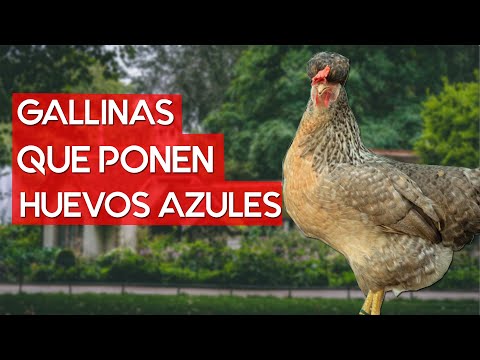 , title : 'Las 10 mejores razas de gallinas que ponen huevos azules 🐔'