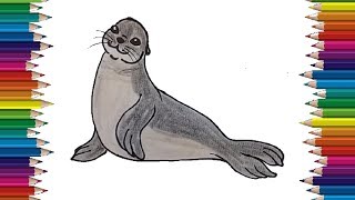 How To Draw A Seal | Seal drawing and coloring