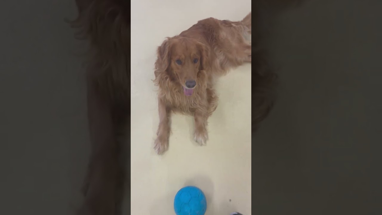 Enlarge Charlie, a Adopted Golden Retriever in Los Angeles, CA video 6/6