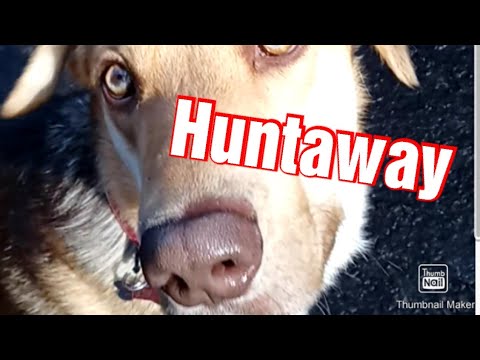 loose lead walking with Red the New Zealand Huntaway.