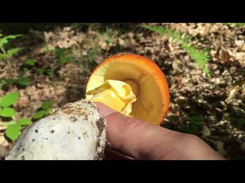 Amanita ceasarea- Blagva- Caesar's Amanita- Kaiserling