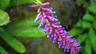 Keiko Matsui "After The Rain"