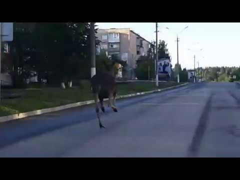 Лось Город Чусовой Просто лось