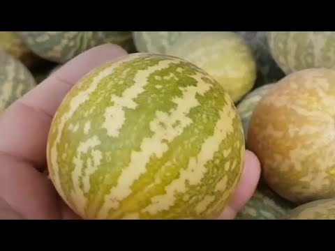 عمل دهان الحنظل الطبيعي لآلام العظام والمفاصل | crème de coloquinte naturel