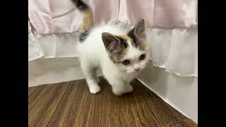 マンチカンの動画01