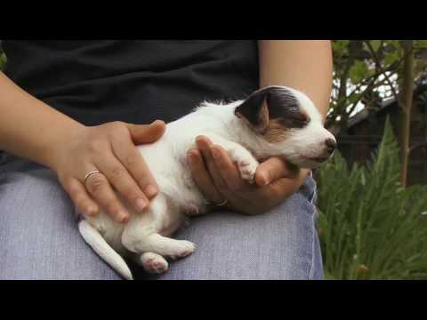 Flexi New Comfort Automatinis juostinis pavadėlis, 5 m / šunims iki 25kg / spalva: juoda ir balta video