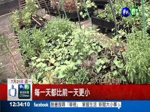 台大系館"綠屋頂" 打造都市農業