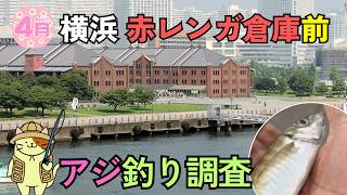 アジの釣果写真