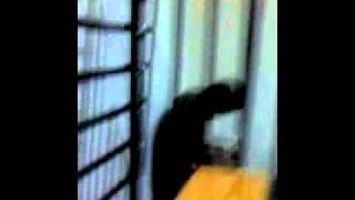 Maine Maine On Sum Savage Stuff