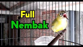 Download lagu Awas Ikut Nembak Pleci Gacor Ful Nembak... mp3