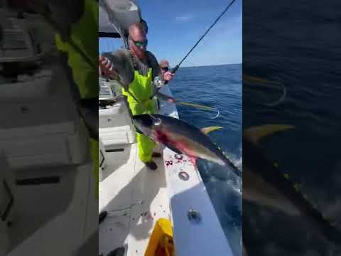 A CRAZY Yellowfin Tuna Gaff Shot You've NEVER Seen Before!