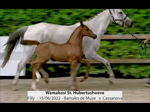 Wamakosi St. Hubertushoeve