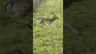 Unglaublicher Anblick! #jagd #hirsch #drückjagd