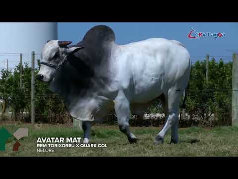 Pedigree de muita consistência, sendo sua mãe uma fêmea super precoce de quarta
geração;

• Nas avaliações genéticas possui muito equilíbrio, sendo muito indicado para desmamar
bezerros pesados e homegêneos;

• Indicado também para quem visa produzir boa vacas. Transmite para sua progênie,
habilidade maternal e fertilidade.
Promoção compra antecipada de Semen, campanha IATF 2022