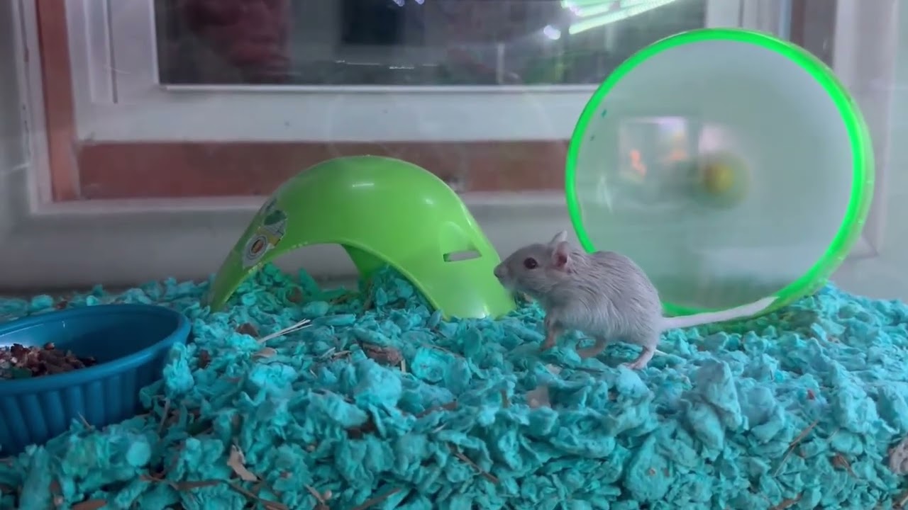 Enlarge Moe with Eenie-In foster, a Adoptable Gerbil in Springfield, MA video 3/3